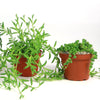 String of Things Plant – Senecio (4 Packs)