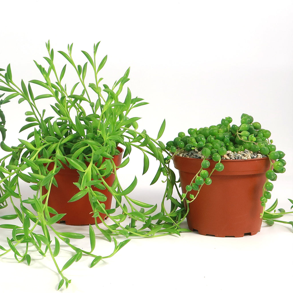 String of Things Plant – Senecio (4 Packs)