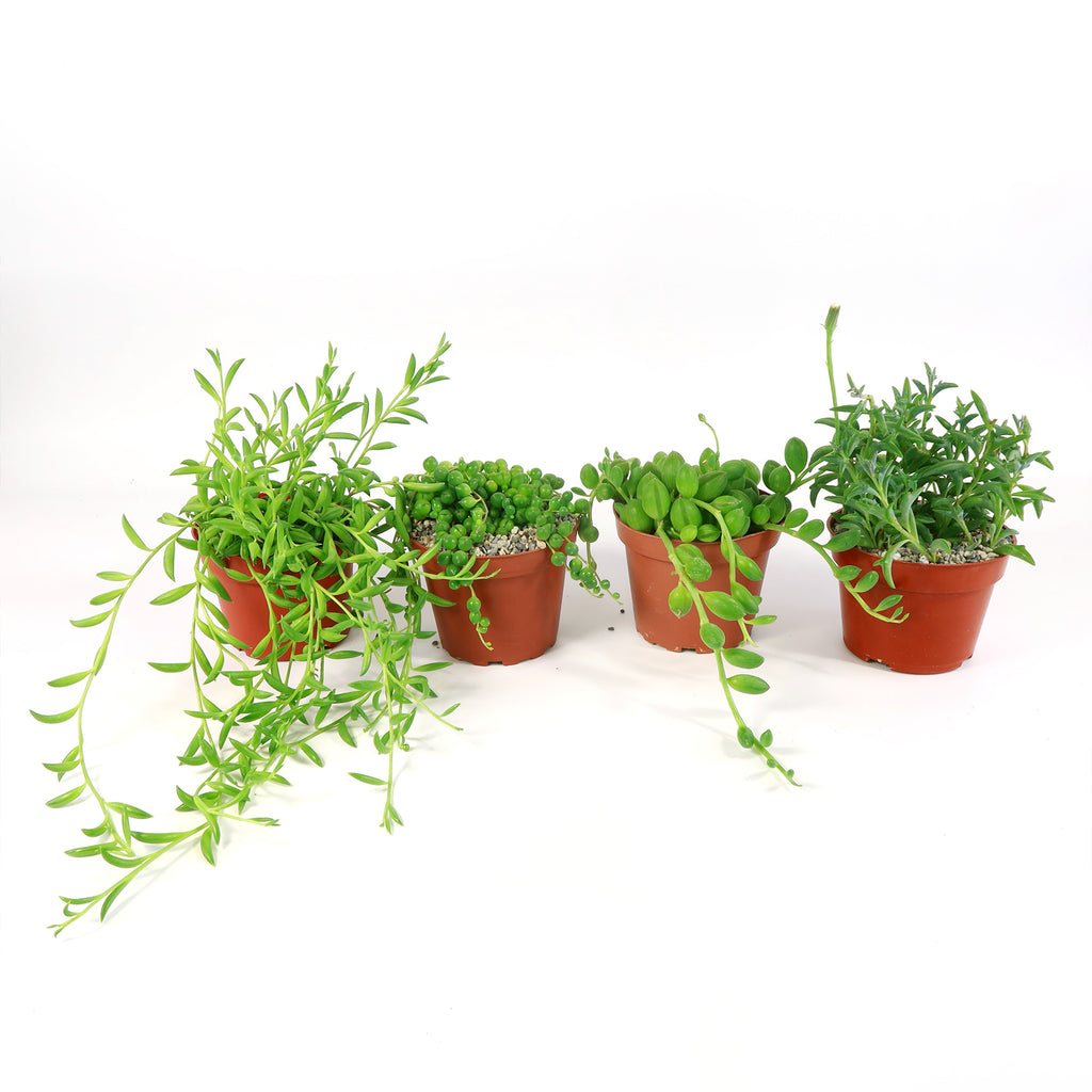String of Things Plant – Senecio (4 Packs)