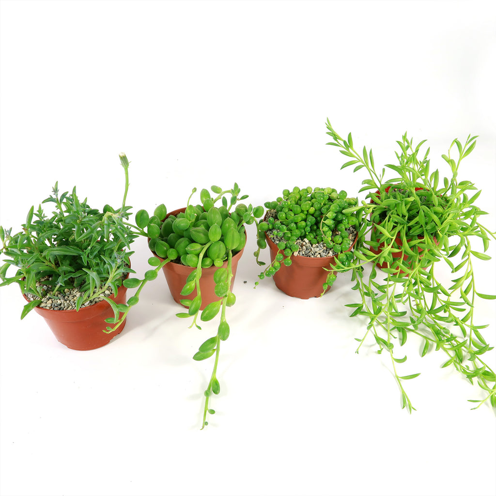 String of Things Plant – Senecio (4 Packs)