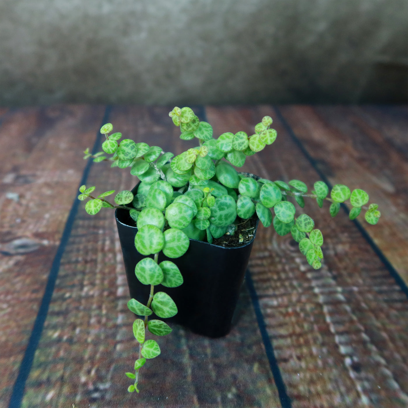 String of Turtles Plant ‘Peperomia prostrata’