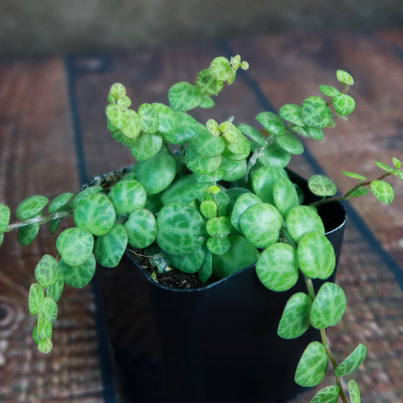 String of Turtles Plant ‘Peperomia prostrata’