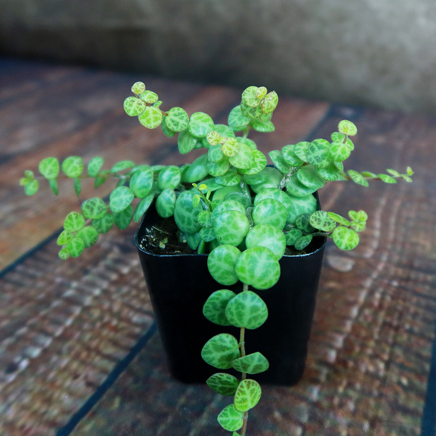 String of Turtles Plant ‘Peperomia prostrata’