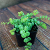 String of Turtles Plant ‘Peperomia prostrata’