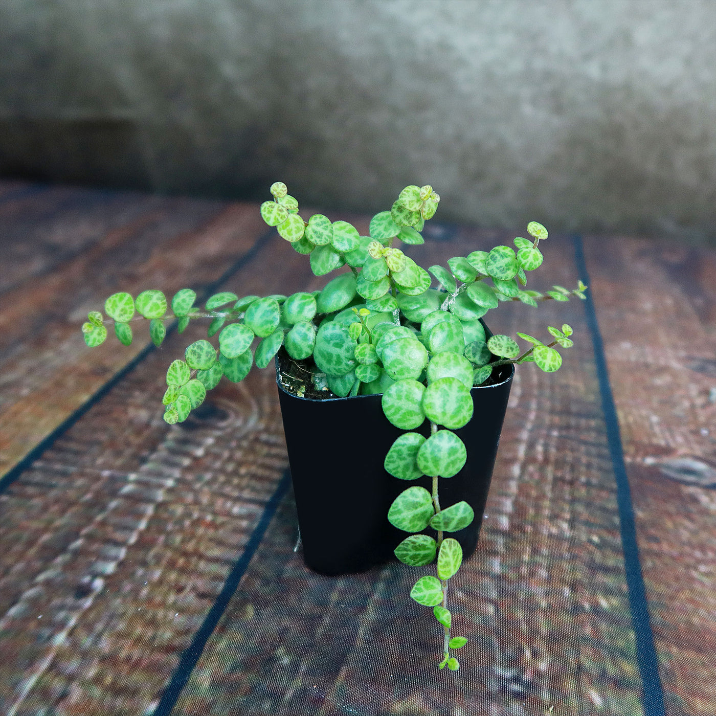 String of Turtles Plant ‘Peperomia prostrata’