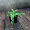 String of Turtles Plant ‘Peperomia prostrata’