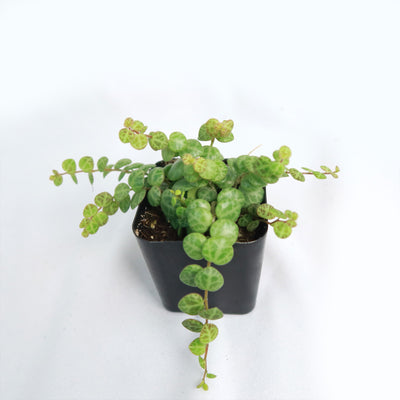 String of Turtles Plant ‘Peperomia prostrata’