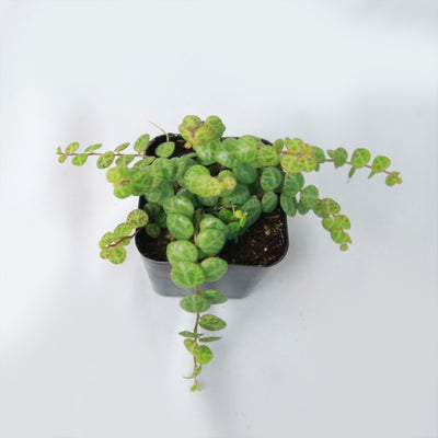 String of Turtles Plant ‘Peperomia prostrata’