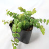 String of Turtles Plant ‘Peperomia prostrata’