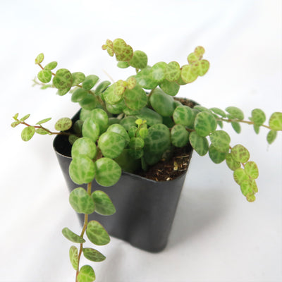 String of Turtles Plant ‘Peperomia prostrata’