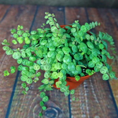 String of Turtles Plant ‘Peperomia prostrata’