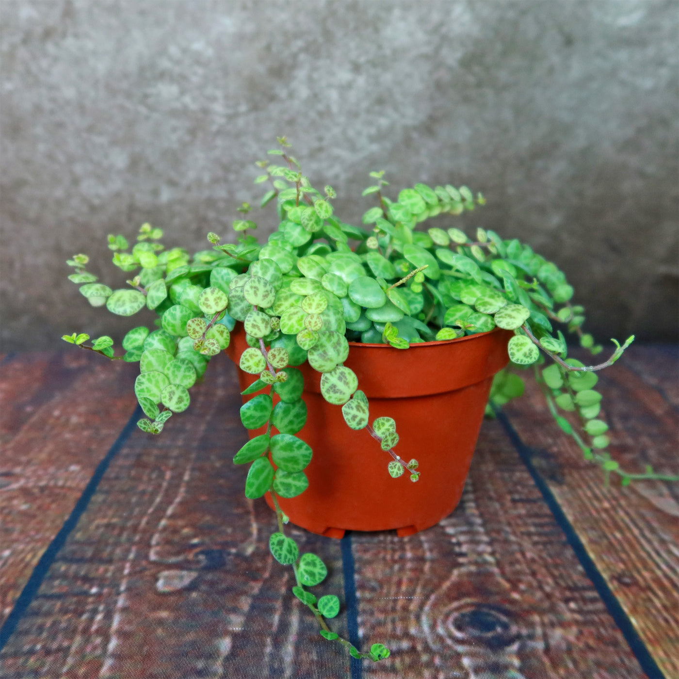 String of Turtles Plant ‘Peperomia prostrata’