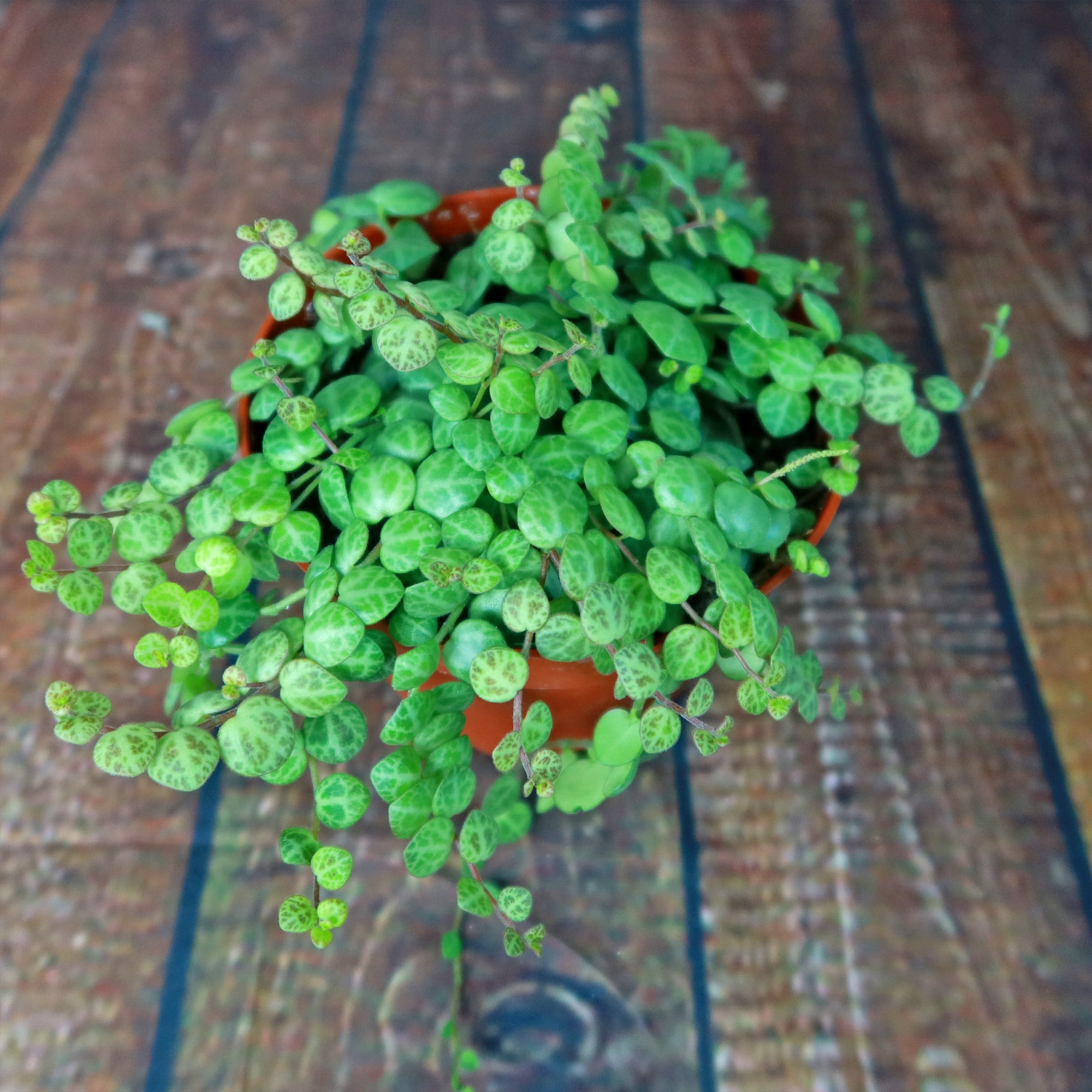 String of Turtles Plant ‘Peperomia prostrata’