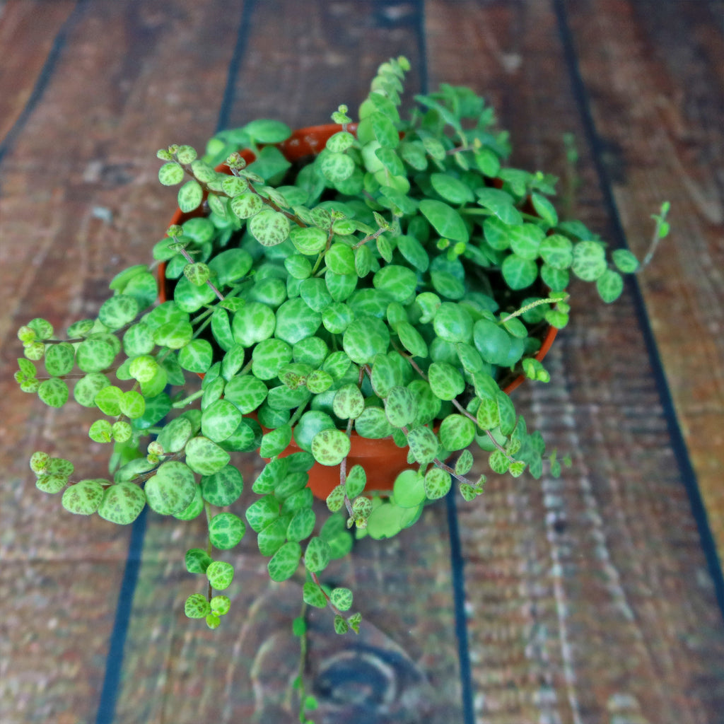 String of Turtles Plant ‘Peperomia prostrata’