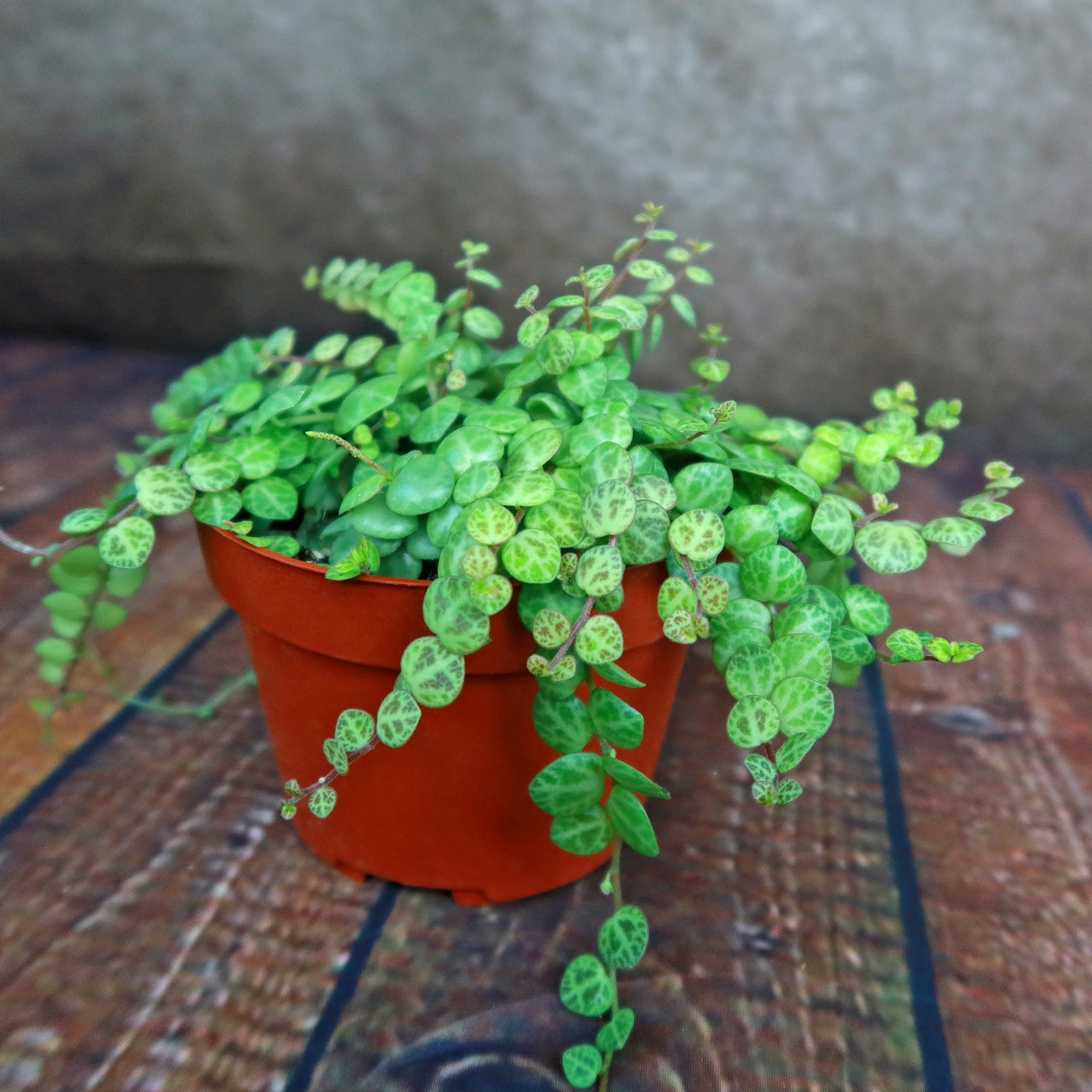 String of Turtles Plant ‘Peperomia prostrata’