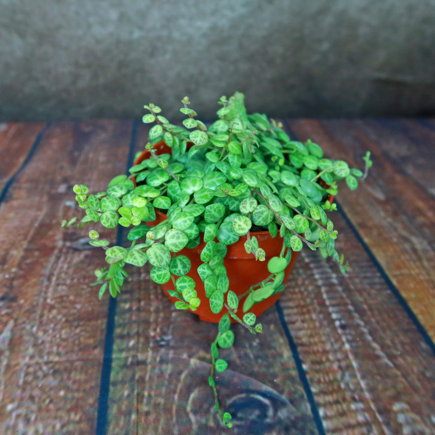 String of Turtles Plant ‘Peperomia prostrata’