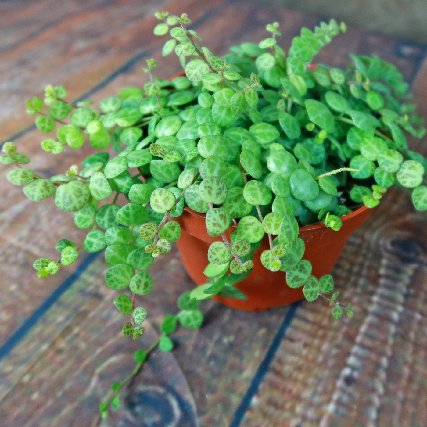 String of Turtles Plant ‘Peperomia prostrata’