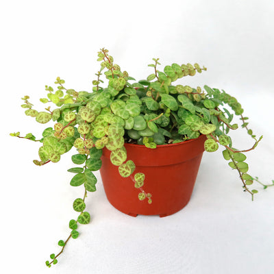 String of Turtles Plant ‘Peperomia prostrata’