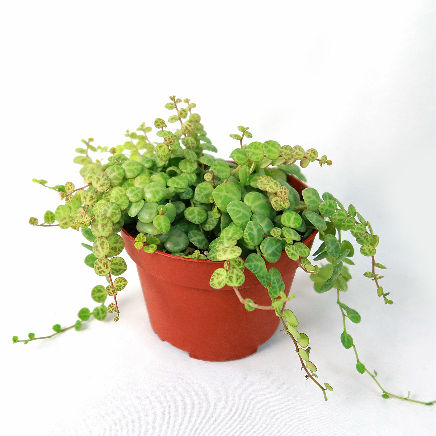 String of Turtles Plant ‘Peperomia prostrata’