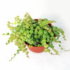 String of Turtles Plant ‘Peperomia prostrata’