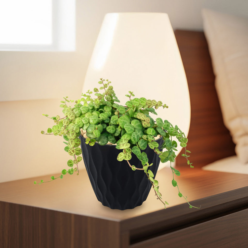 String of Turtles Plant ‘Peperomia prostrata’