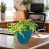 String of Turtles Plant ‘Peperomia prostrata’
