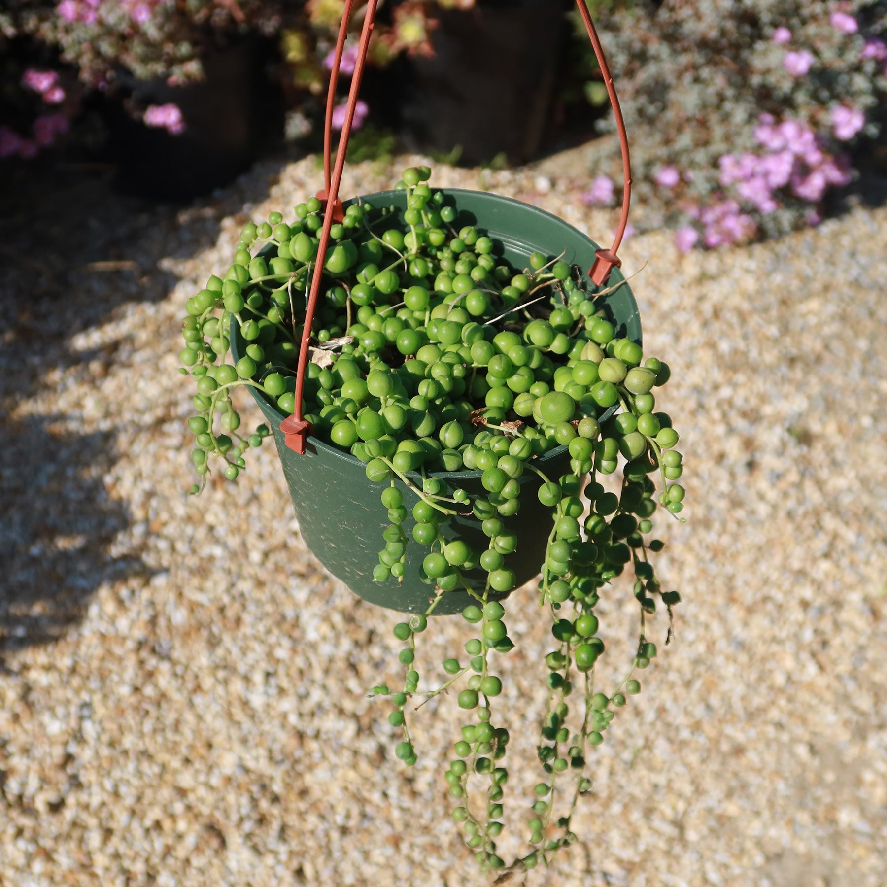 String of Pearls 'Senecio rowleyanus'