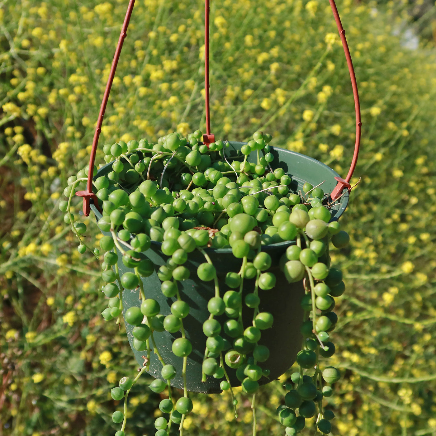 succulent plant that looks like peas Shop 'String of Pearls - Senecio rowleyanus' Care and Growing Guide
