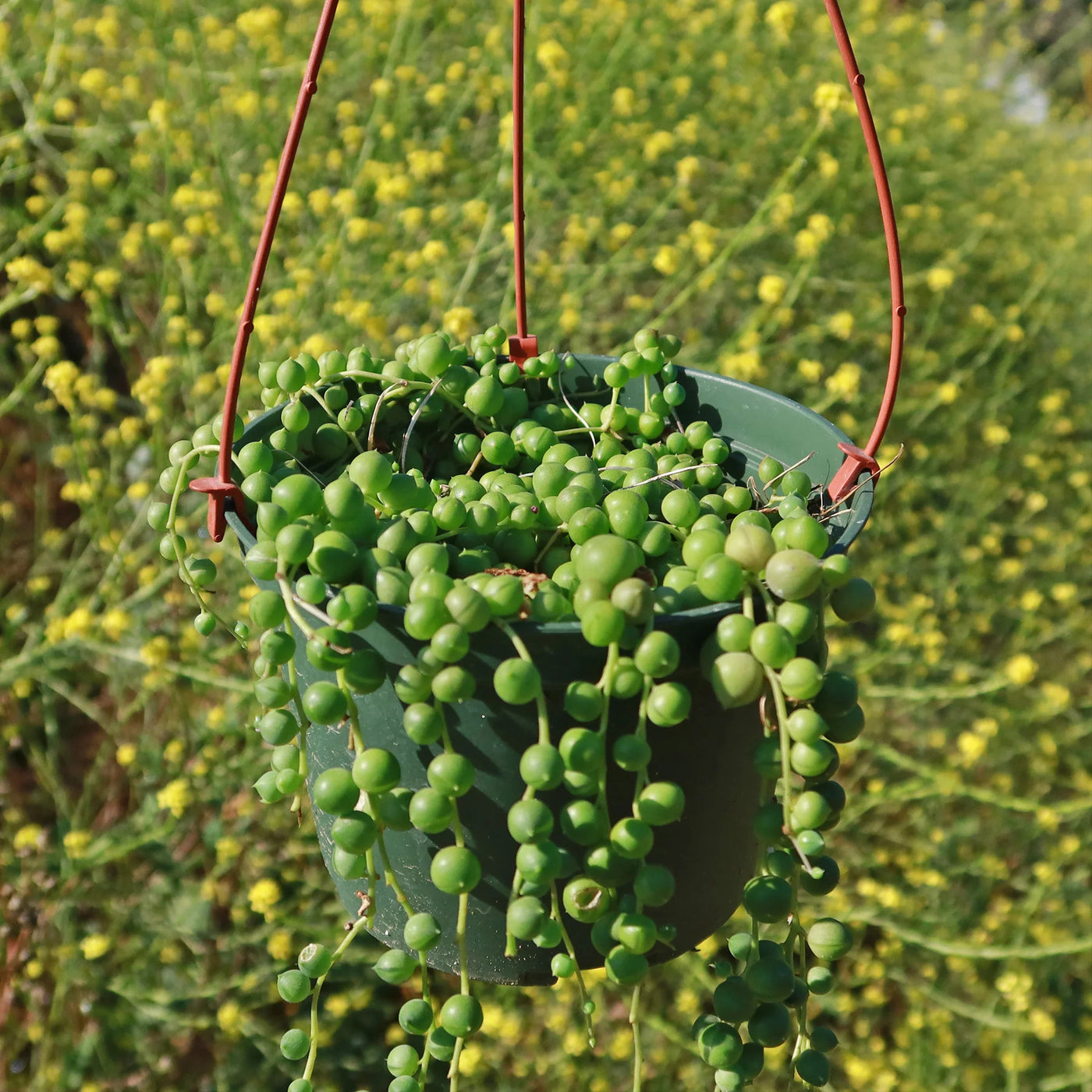 pea looking succulent Shop 'String of Pearls - Senecio rowleyanus' Care and Growing Guide