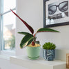 Tricolor Prayer Plant - Stromanthe Triostar