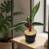 Tricolor Prayer Plant - Stromanthe Triostar