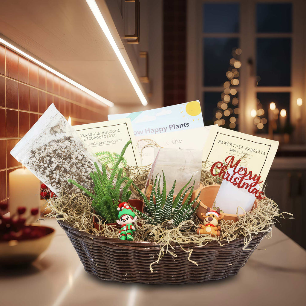The 2 Succulent Growing Kit Gift Basket on a kitchen counter, with potted succulents, care items, Christmas card, and festive decor.