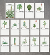 2025 Succulent Calendar