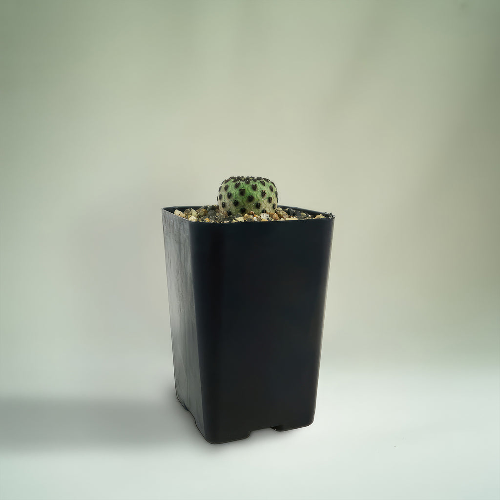 Sulcorebutia rauschii