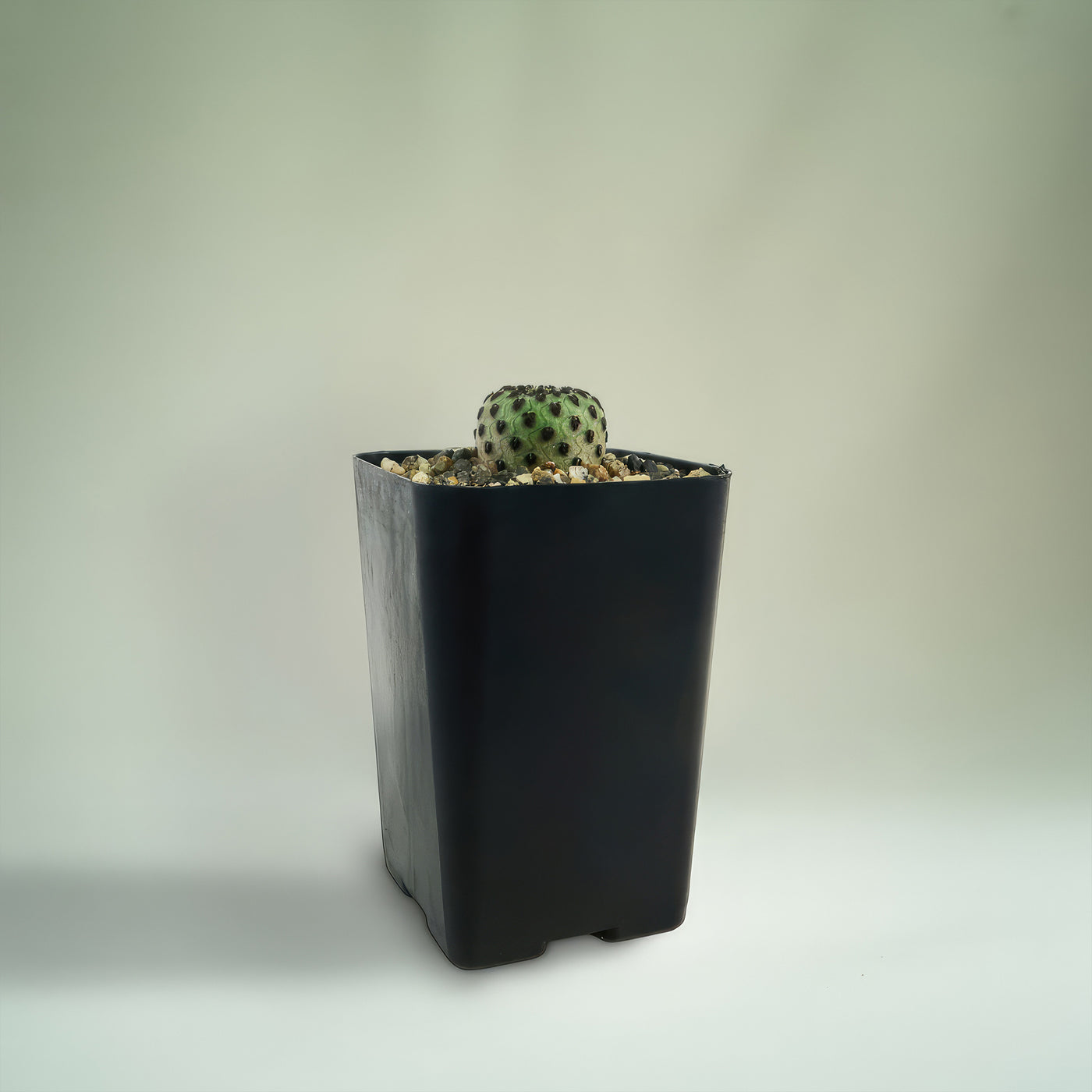 Shop 'Sulcorebutia rauschii' Care & Info