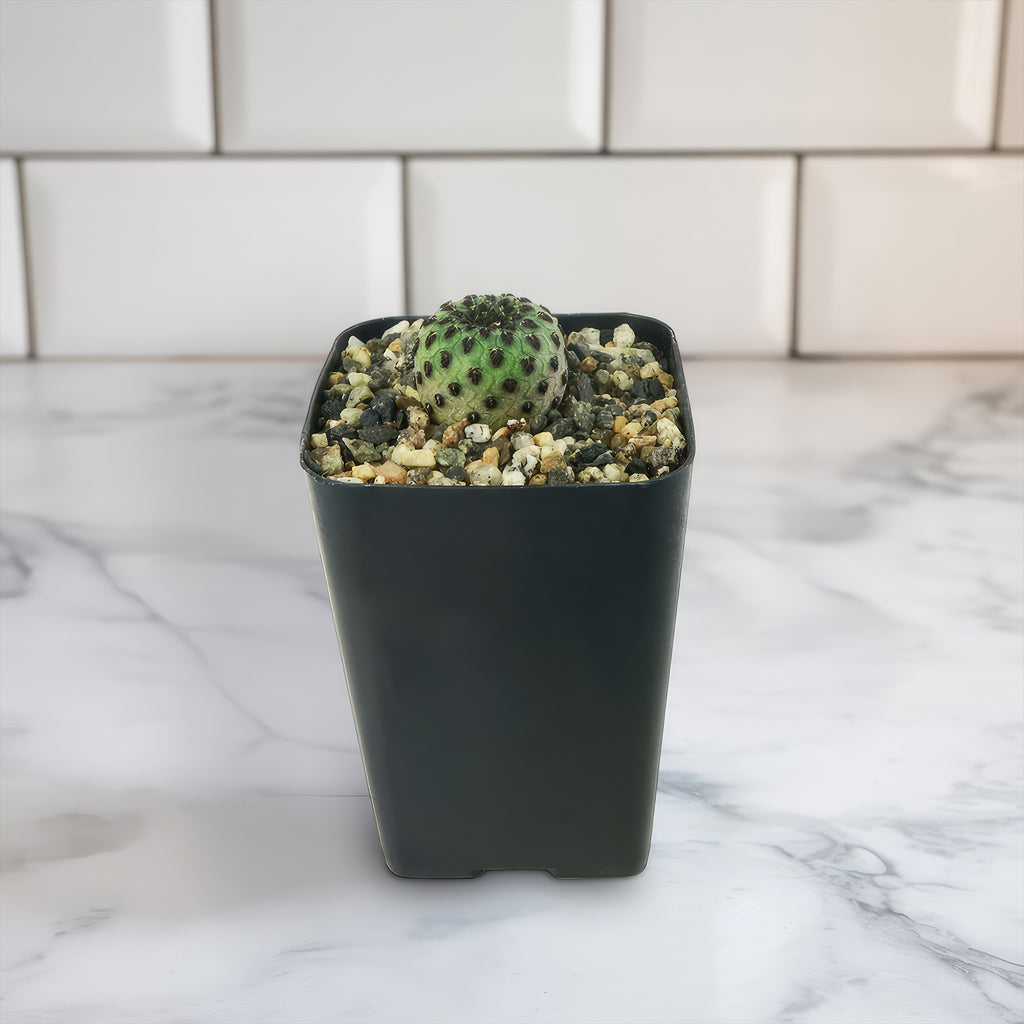 Sulcorebutia rauschii