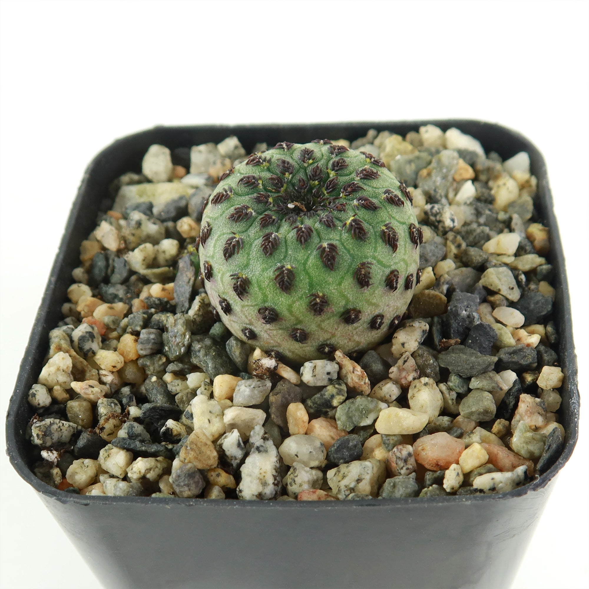 Sulcorebutia rauschii cactus, small and round with dark bumps, in a square black pot with multicolored pebbles on a white background.