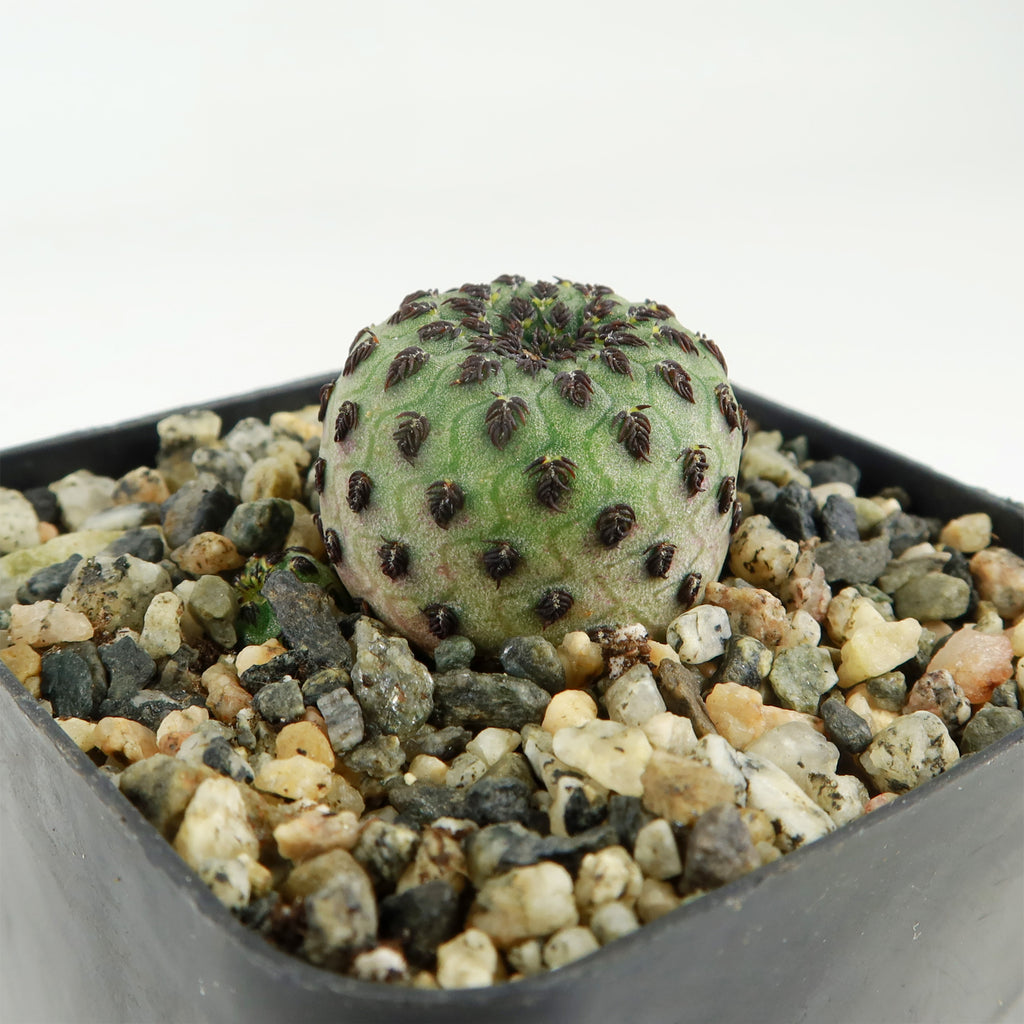 Sulcorebutia rauschii