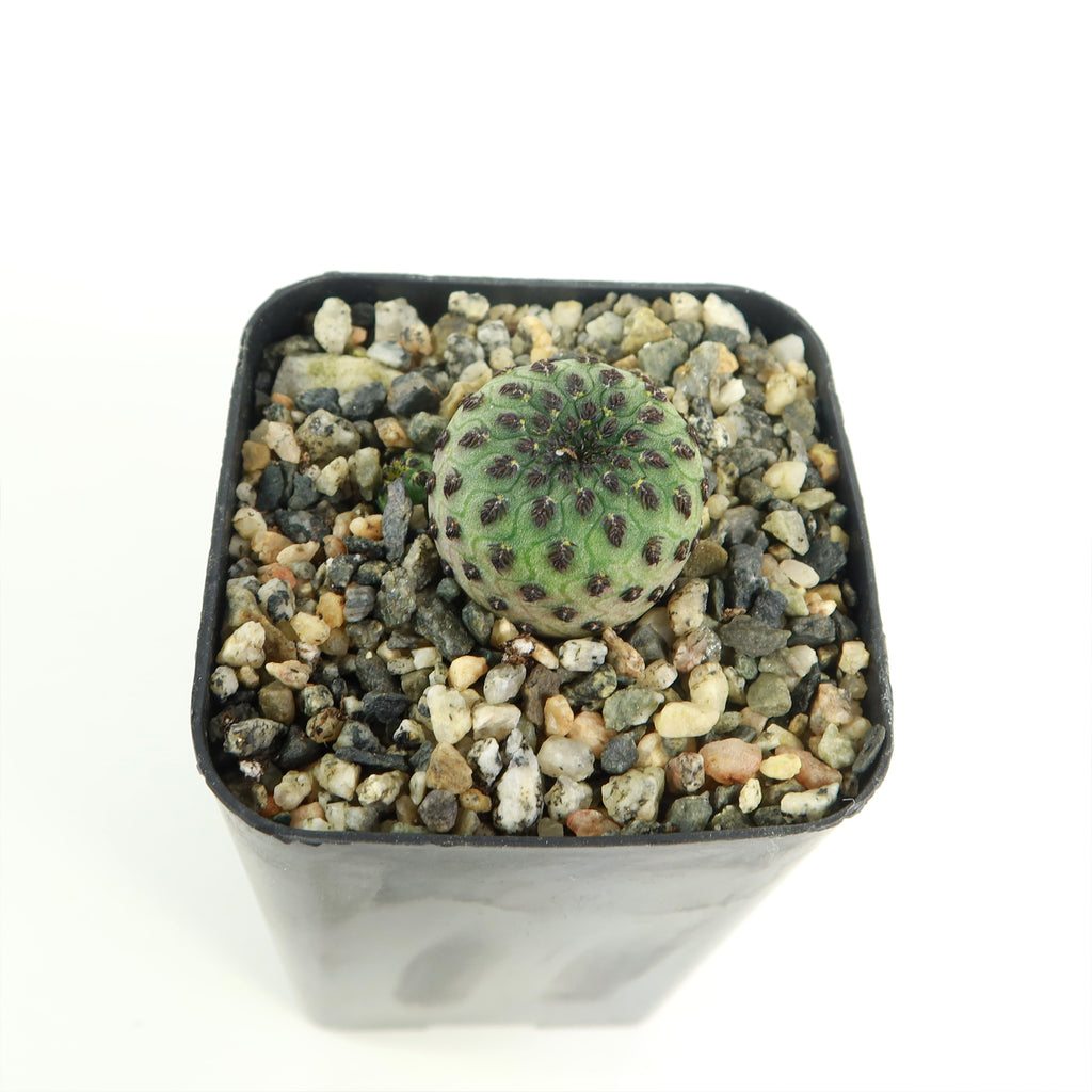 Sulcorebutia rauschii