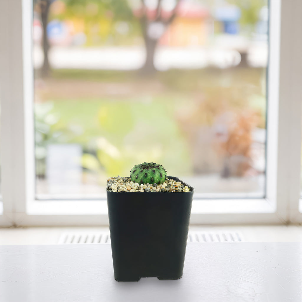 Sulcorebutia rauschii viridermis