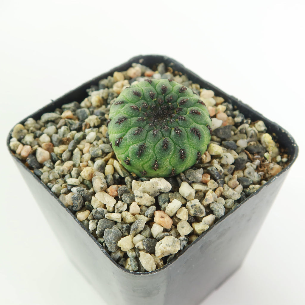 Sulcorebutia rauschii viridermis