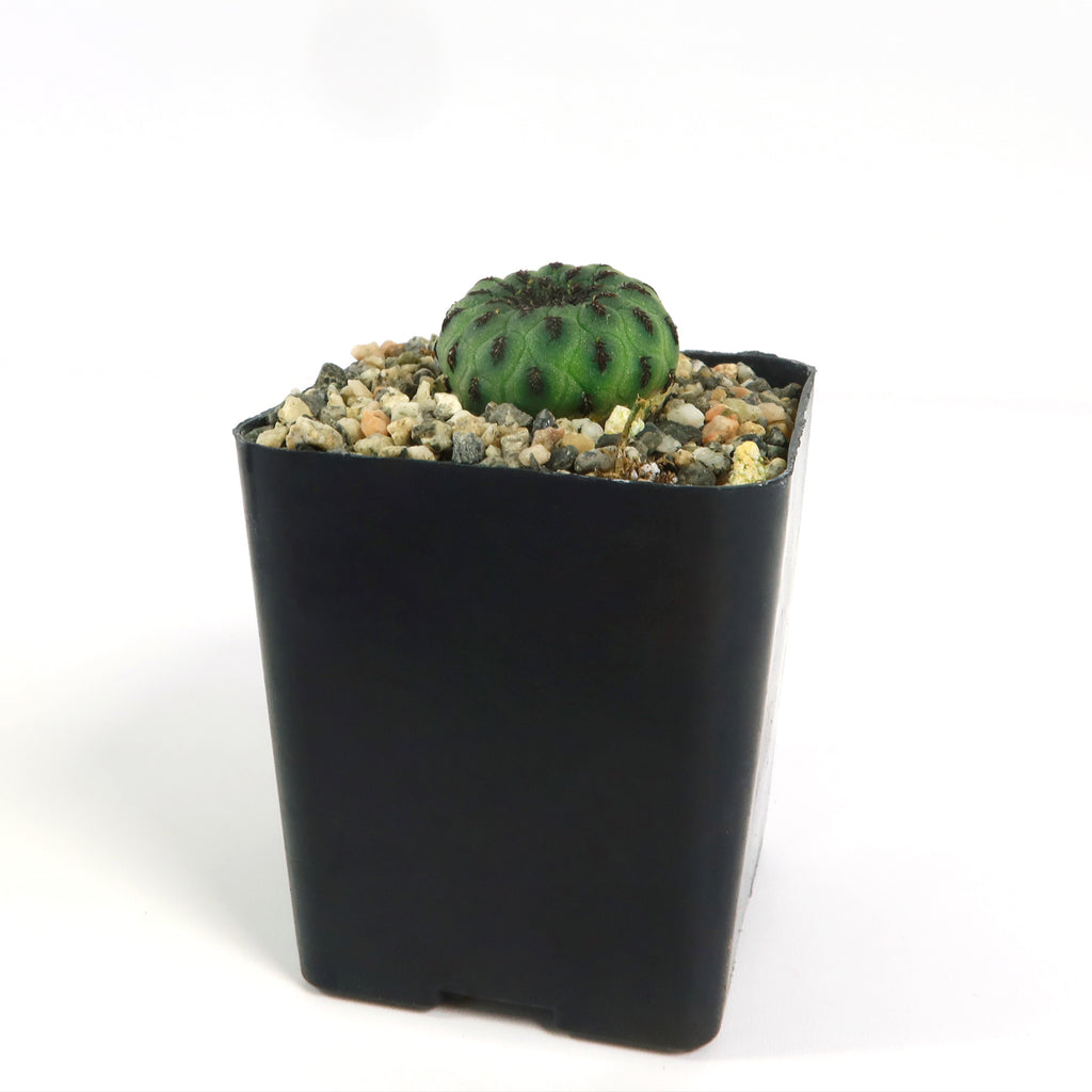 Sulcorebutia rauschii viridermis