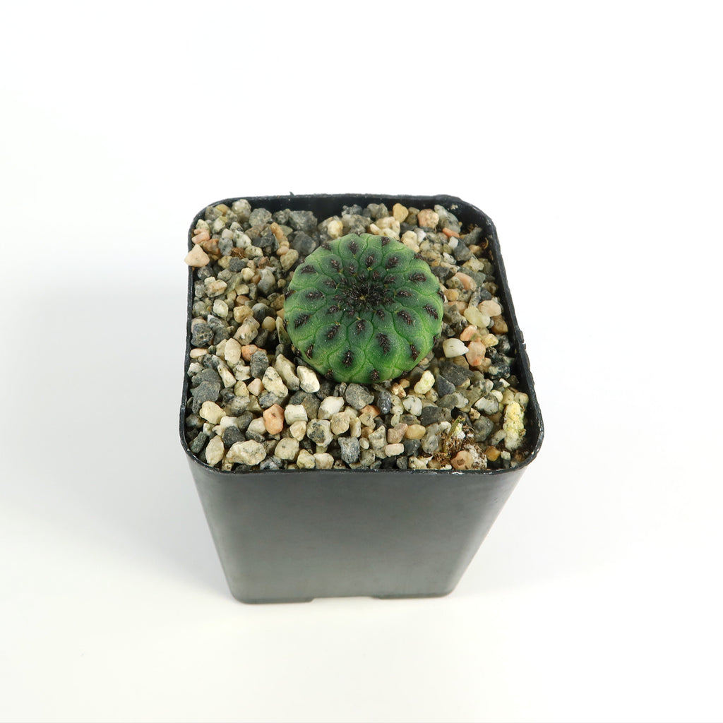 Sulcorebutia rauschii viridermis