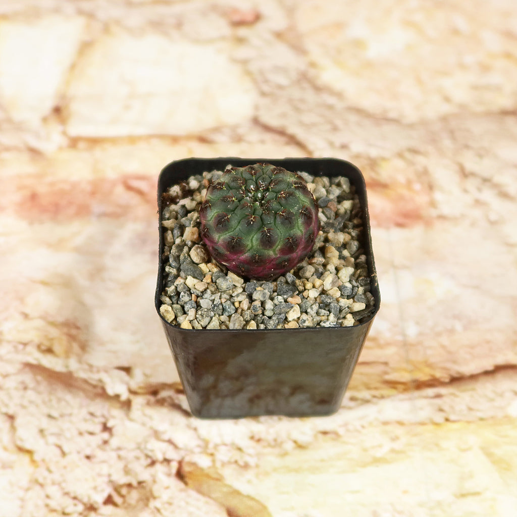 Sulcorebutia rauschii