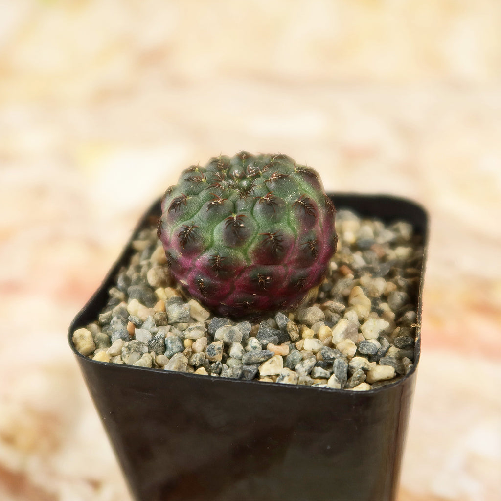 Sulcorebutia rauschii