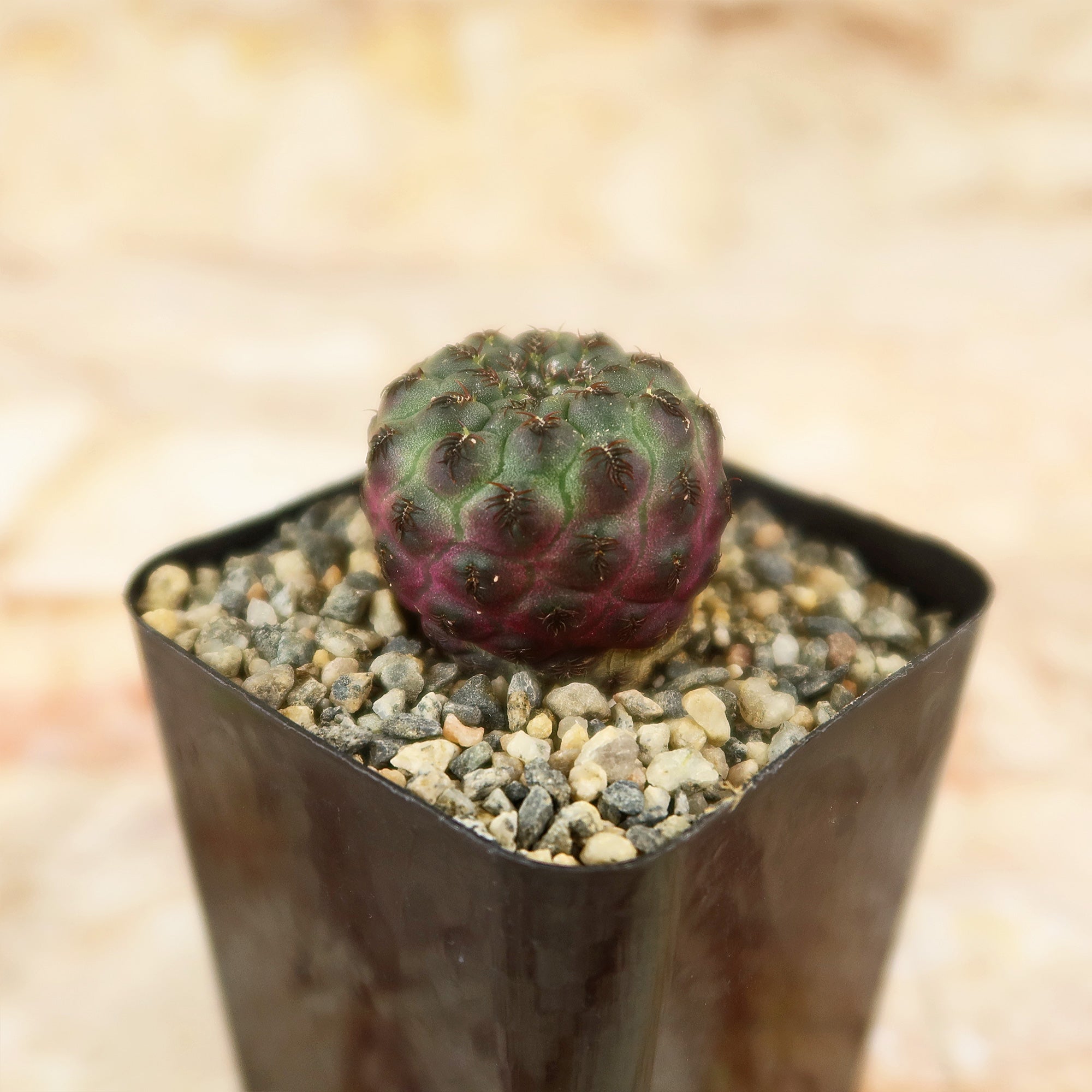 Sulcorebutia rauschii