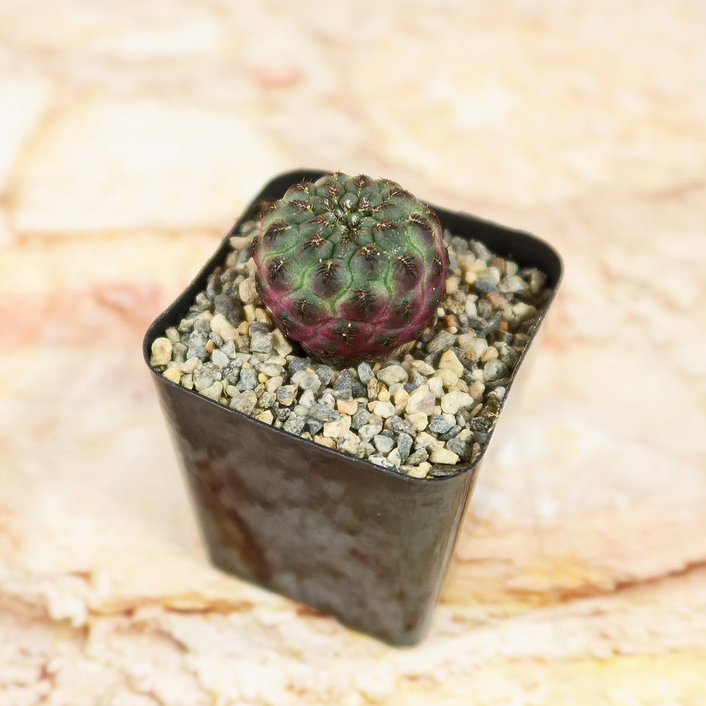 Sulcorebutia rauschii