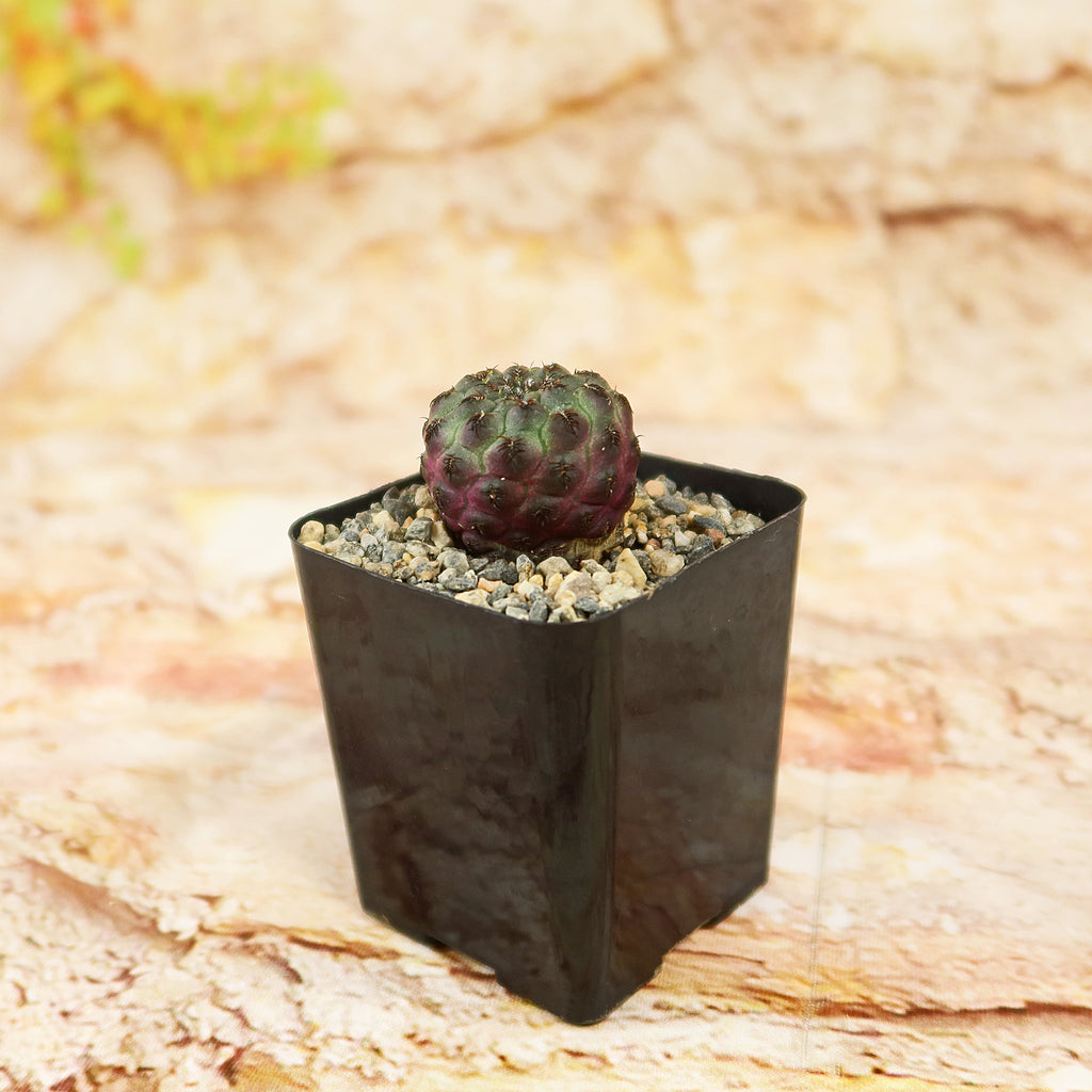 Sulcorebutia rauschii