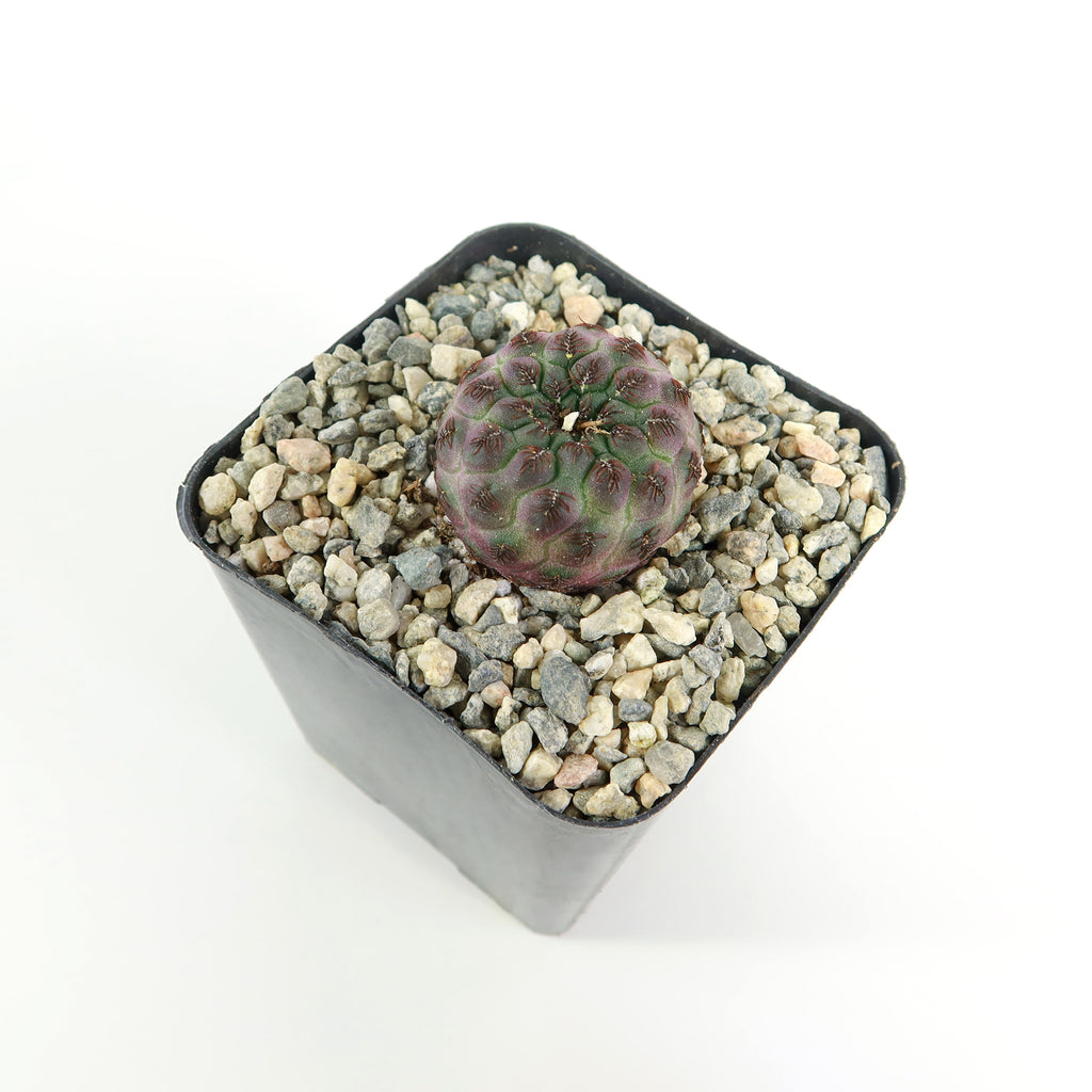 Sulcorebutia rauschii