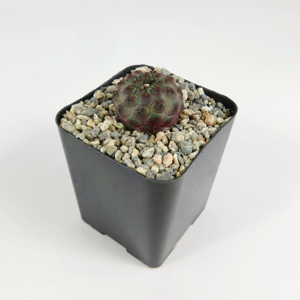 Sulcorebutia rauschii